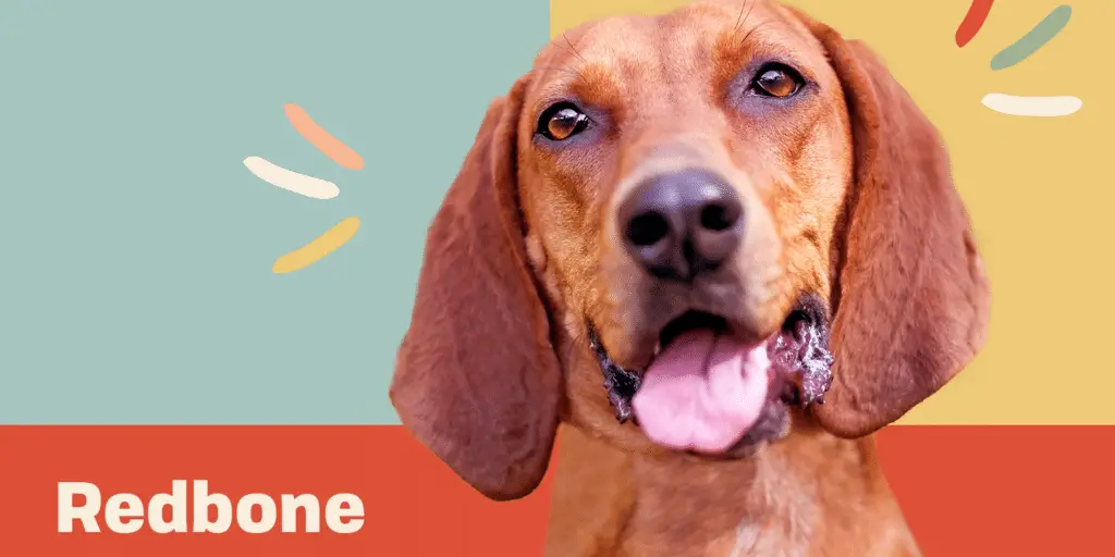 redbone coonhound profile treatment 3