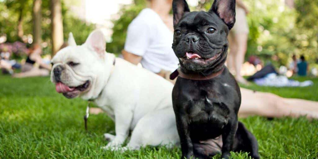 two french bulldogs central park 149263573 2000