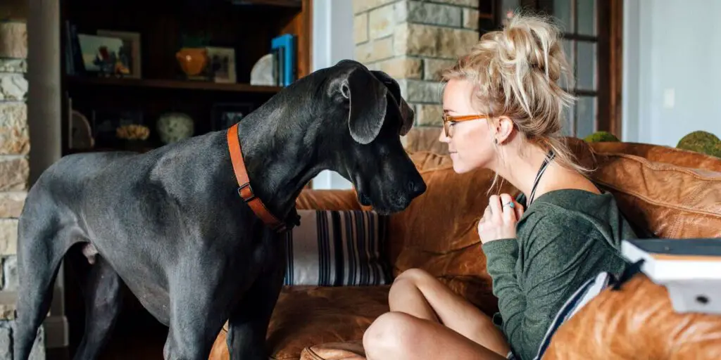 woman with black great dane 960906570 2000