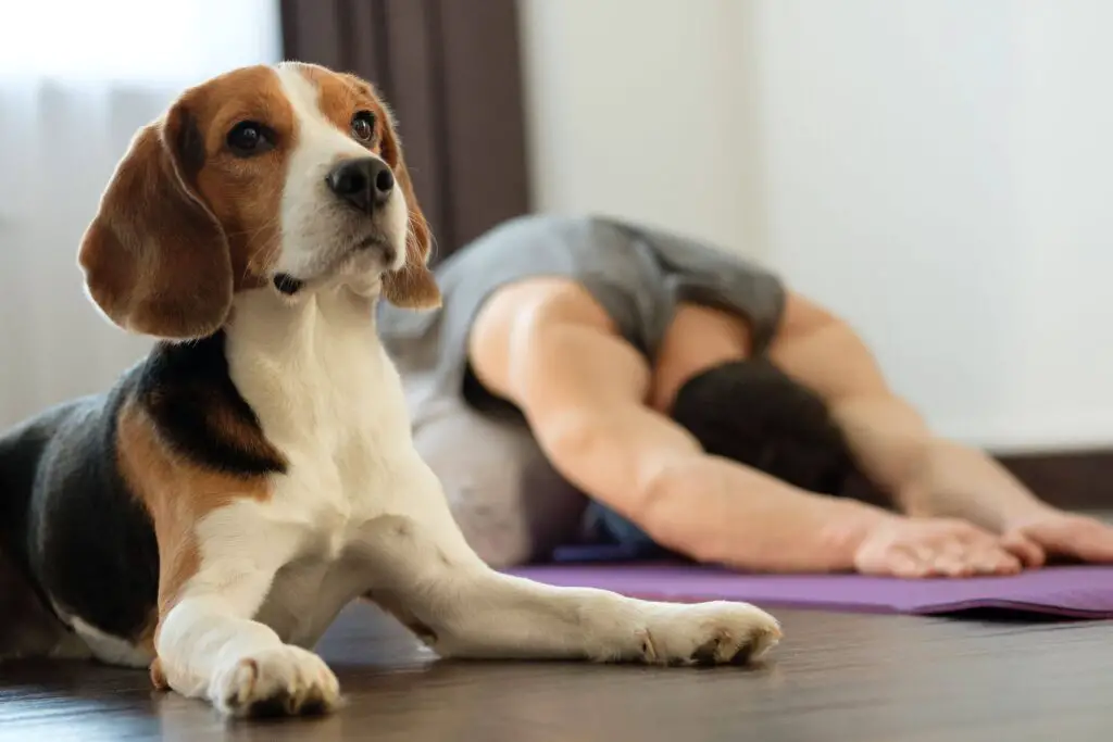 yoga mit hund min 1 min