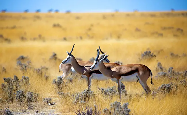 Qual è la differenza tra una gazzella e un'antilope?