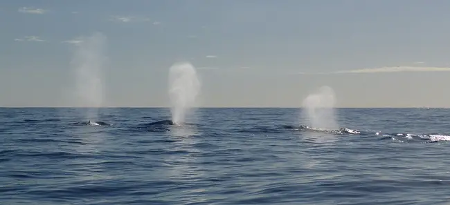 balene da guardare nell'oceano