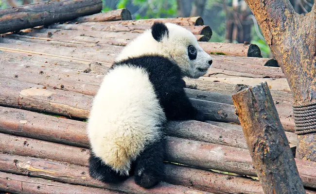 cucciolo di panda