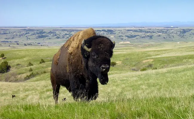 bison 085220