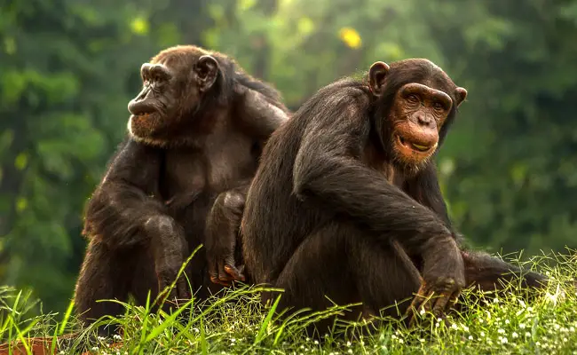 Il bonobo, la scimmia dalla sessualità sfrenata