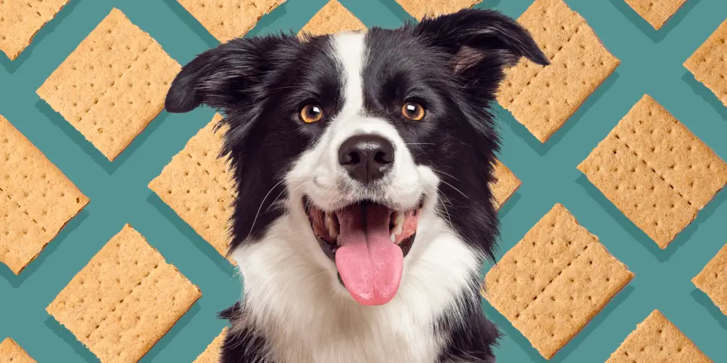 can dogs eat graham crackers 2