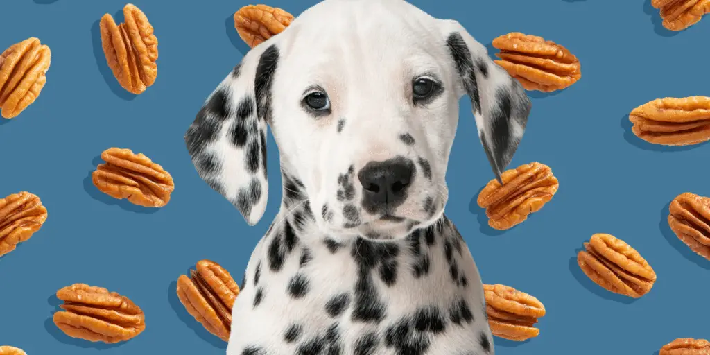 can dogs eat pecans