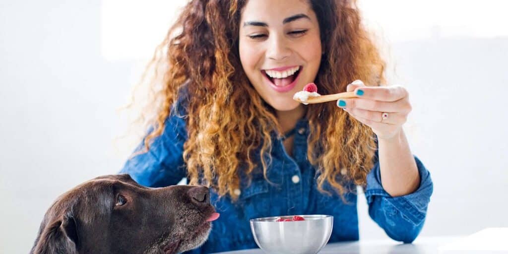 can dogs eat yogurt 717165001 2000
