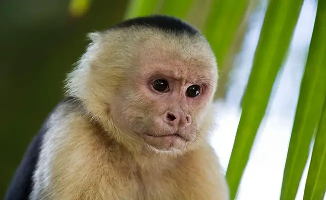 Il Cappuccino, una piccola scimmia del Centro e Sud America