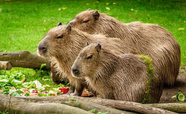 capybara 061944