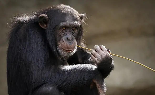 chimpanze 080244