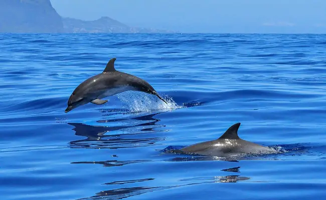 Dove, quando, come osservare i delfini in Francia?