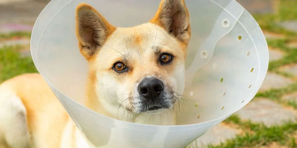 dog wearing cone collar 1183697005 2000