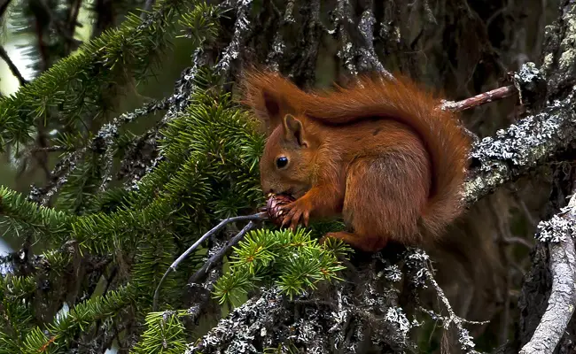 In autunno e in inverno, il comportamento dello scoiattolo e la sua dieta cambiano