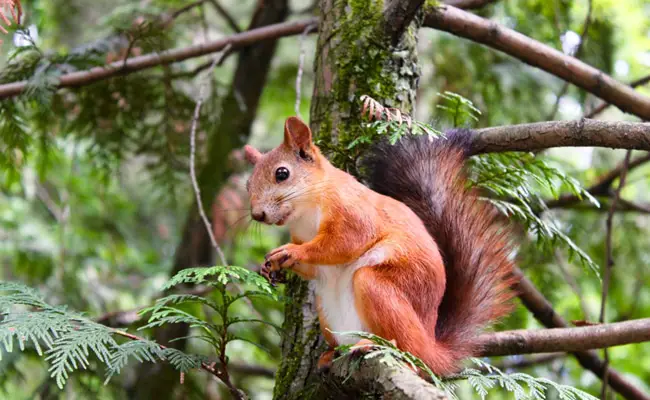 Puoi adottare e domare uno scoiattolo selvatico?