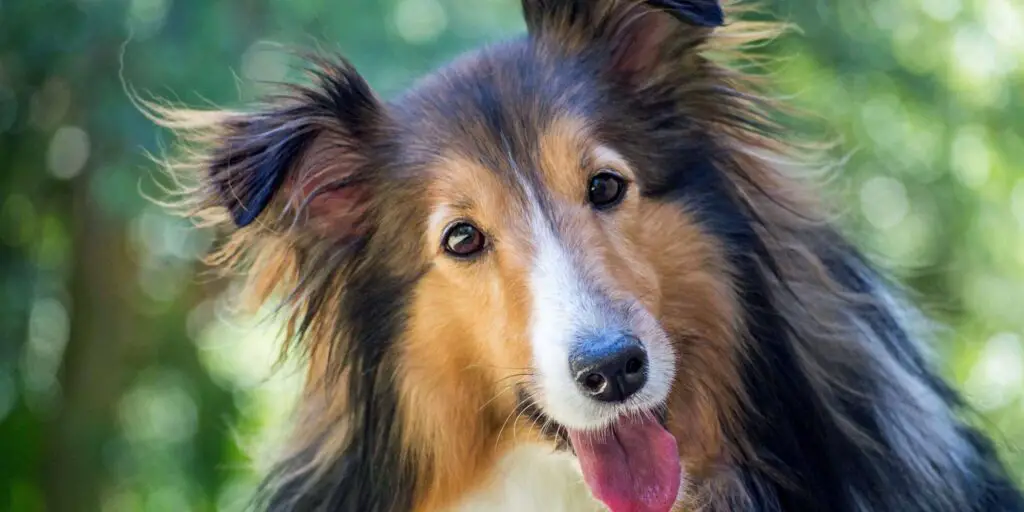 famous dogs collie 130326429 2000