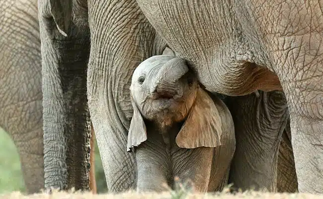gestation elephant 064412