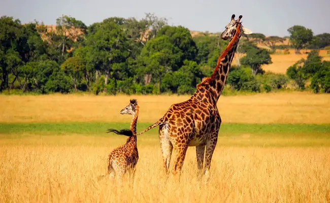 La giraffa, emblematico mammifero dal collo lungo, dove e come vive?