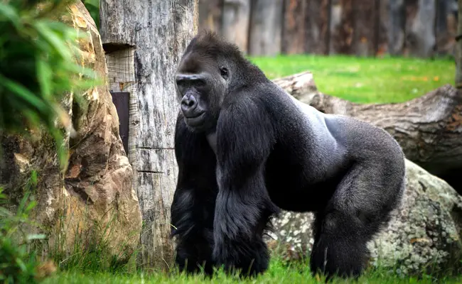 Il gorilla, una grande scimmia in pericolo di estinzione