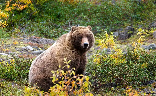 Il grizzly, l'orso più grande: come e dove vive?  Tutto sul grizzly