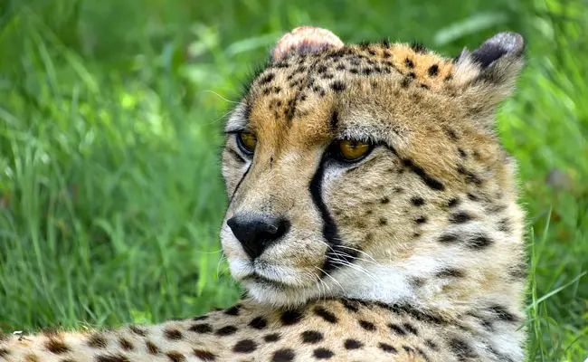 Il ghepardo, il più veloce dei felini, dove e come vive?