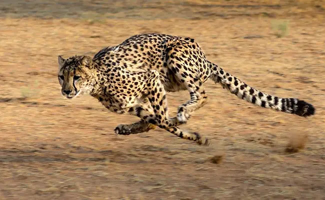Il ghepardo, costruito per correre