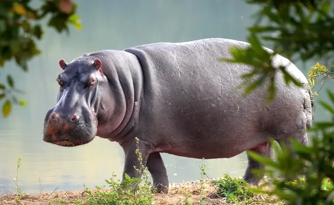 L'ippopotamo, un grande mammifero che ama l'acqua