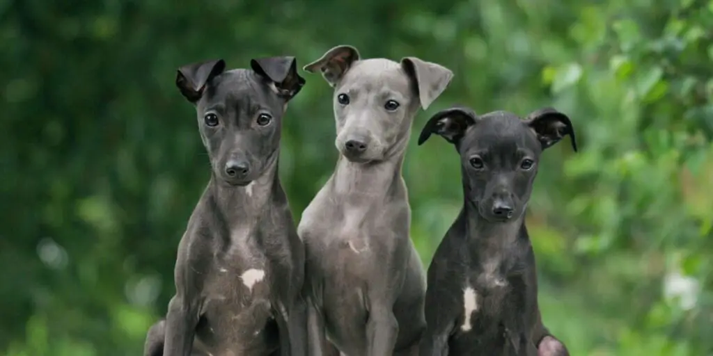 italian greyhound puppies 13266571 2000