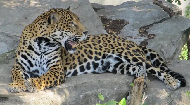 giaguaro (Panthera onca) 