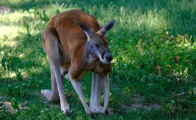 Quali sono le differenze tra il canguro e il wallaby?