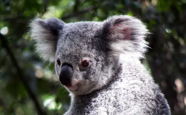 Il koala: come e dove vive?  Tutto quello che c'è da sapere sui koala