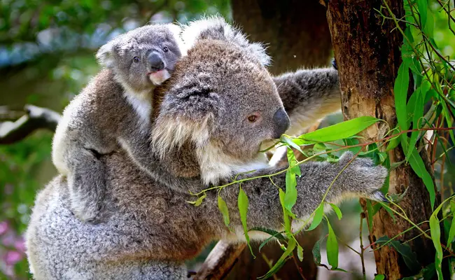 Koala, descrizione fisica 