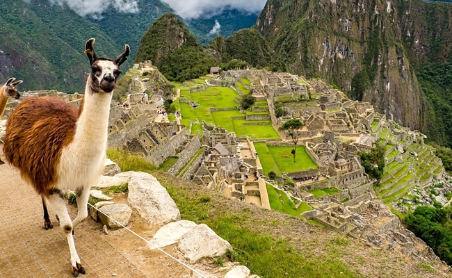 Quali Sono Le Differenze Tra Un Lama E Un Alpaca 