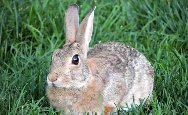 Quali sono le differenze tra una lepre e un coniglio?