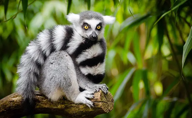 Lemuri, cosa caratterizza questa famiglia di primati?