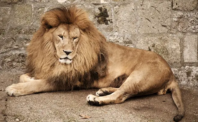 Il leone (Panthera leo)