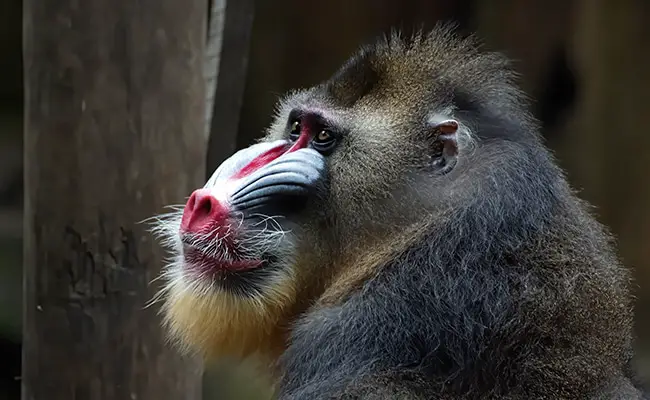 Mandrillo, un primate molto vicino al babbuino