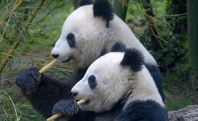 Cosa mangia il panda?  Sapere tutto sulla tua dieta