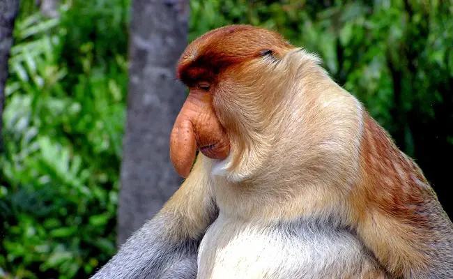 Scimmia proboscide, scimmia arborea con un naso buffo