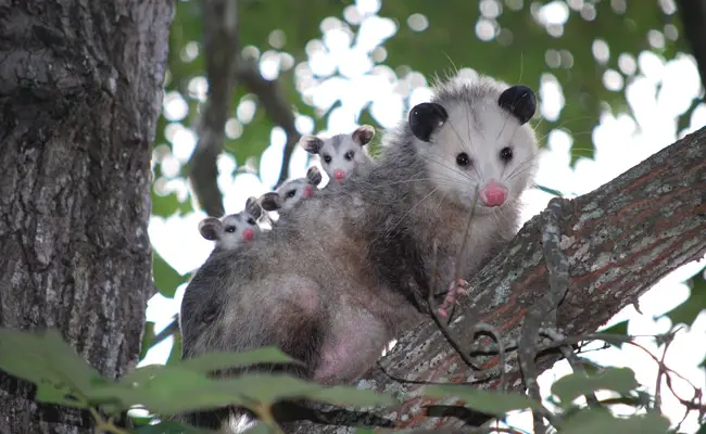 L'opossum, marsupiale con più specie