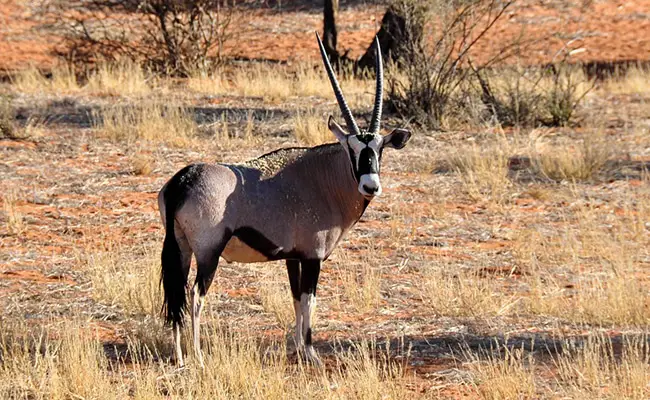 Orice, grande antilope dalle lunghe corna