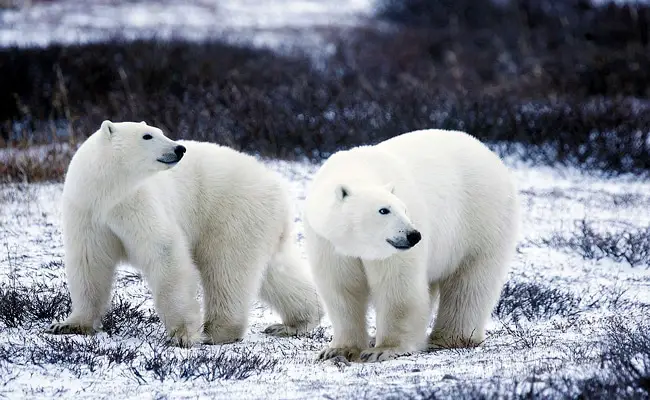 L'orso polare o orso bianco: come e dove vive?  Perché è in pericolo?