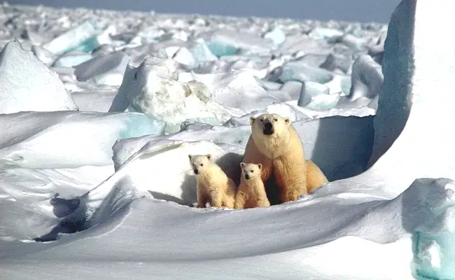 Orso polare: allevamento 