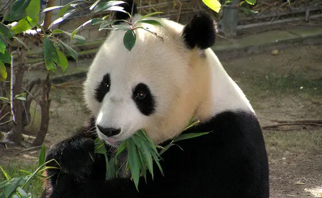 Il panda gigante: come e dove vive?  Tutto quello che c'è da sapere sui panda