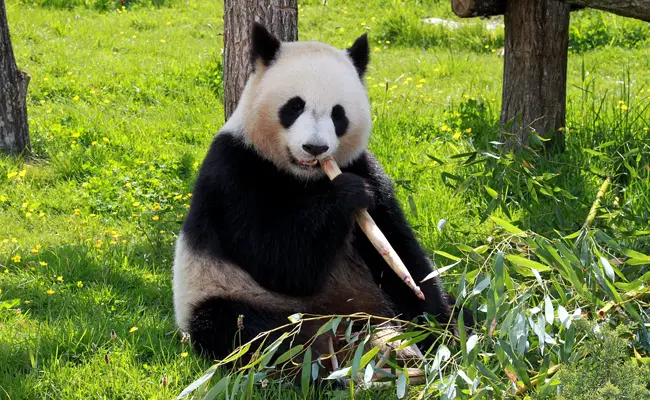 Il panda gigante (Ailuropoda melanoleuca) appartiene alla famiglia Ursidae (Ursidae).