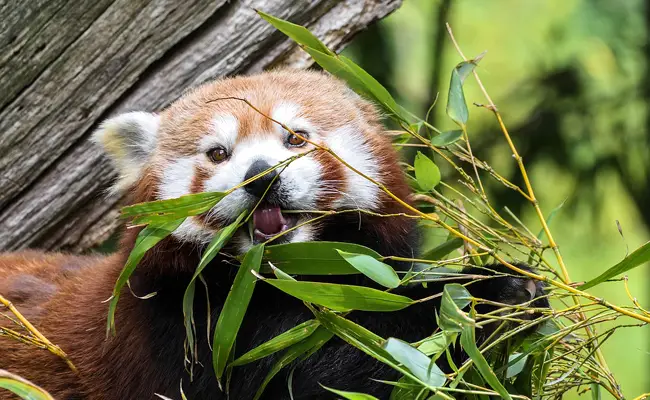 Il cibo del panda rosso 