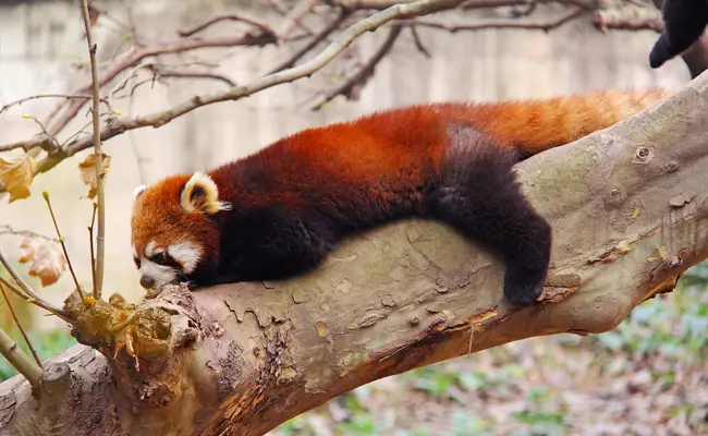 Come vive il panda rosso in natura? 
