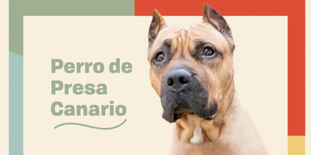 perro de presa canario profile treatment