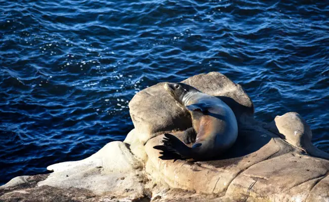La foca monaca, una specie in via di estinzione secondo la IUCN