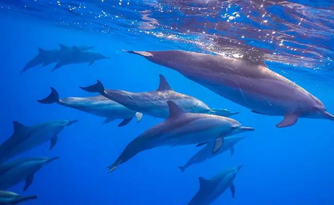 Cosa mangiano i delfini?  Tutto sul loro cibo